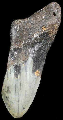 Partial Megalodon Tooth - North Carolina #48952